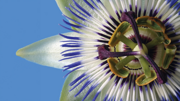 Sihl3257PosterColor_X1807